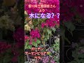 香川県三豊園芸さんよりガーデンブーゲンビリア💐ベラ！
