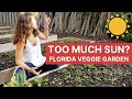 How much sun do i need to grow vegetables in florida