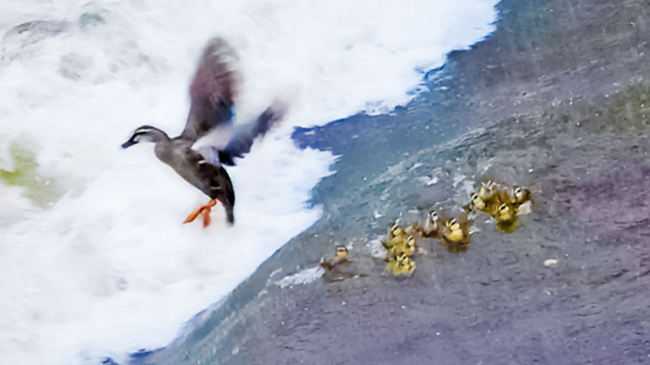 Утенок, потерянный в опасном наводнении — поиск матери и воссоединение 🦆🌧️
