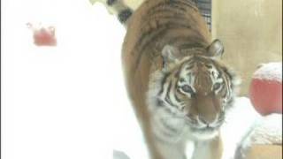 釧路市動物園のアムールトラ「ココア」が人気（10/01/04）