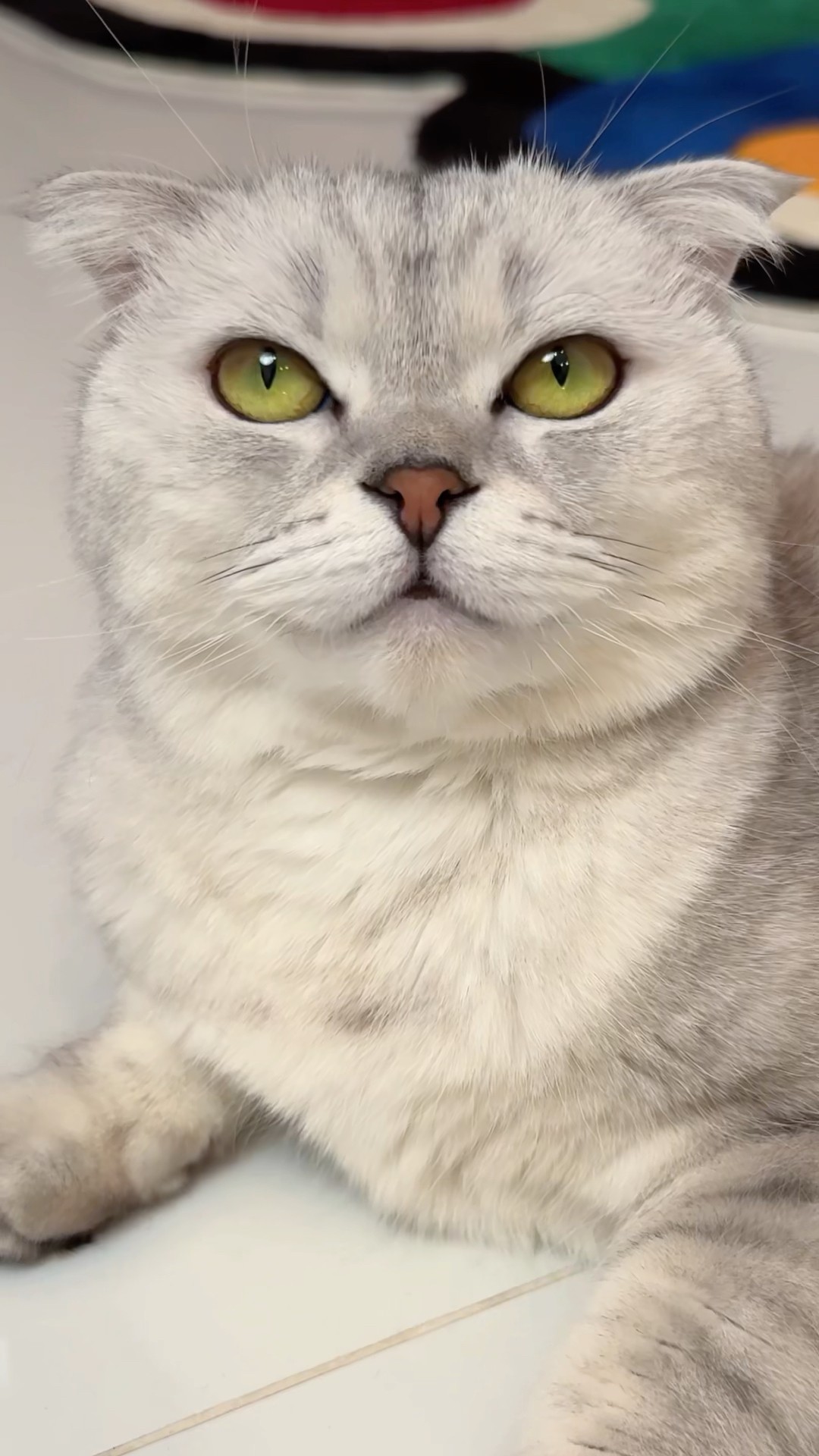 Superhero Sonya ? #cat #cats #funny