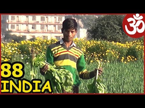 Video: Индия стилиндеги Фриттата