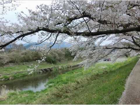 「花筏」暁月めぐみ　cover harukaraharu