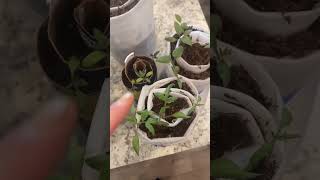 It’s been 2 weeks of watching these tomatoes grow, and I have to say this method of portion up is