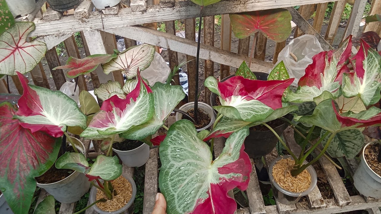 Cara menanam keladi online  part 1