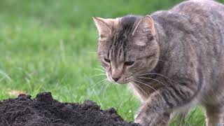 Two visiting silver Tabbies - Mole Cat