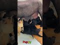 かわいい子犬の日常 #koreaPuppies #japanDogs