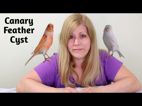 วีดีโอ: Feather Cysts ในนก