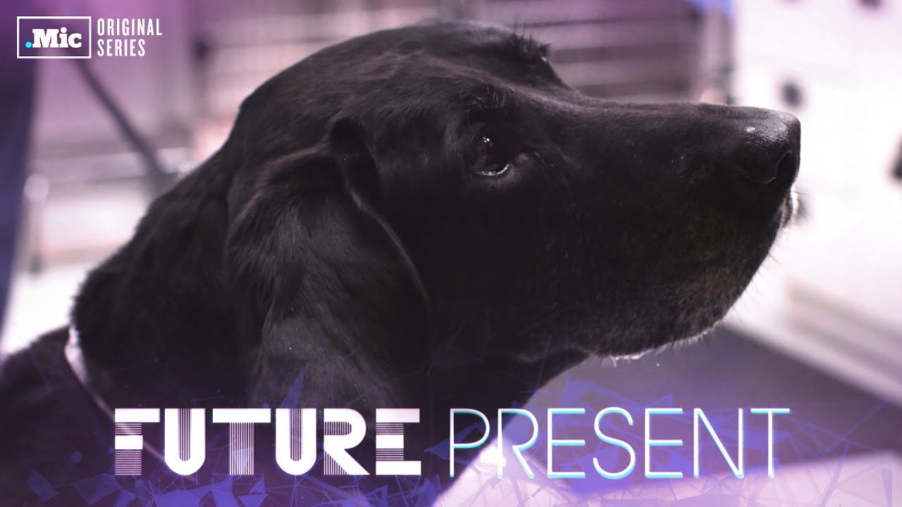 These dogs could be the new face of cancer treatment YouTube