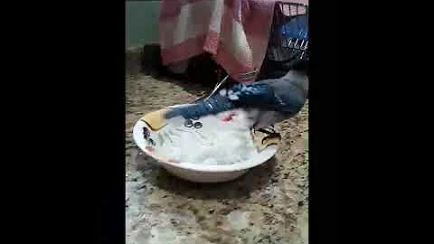 BJ the Blue jay bathing in the kitchen