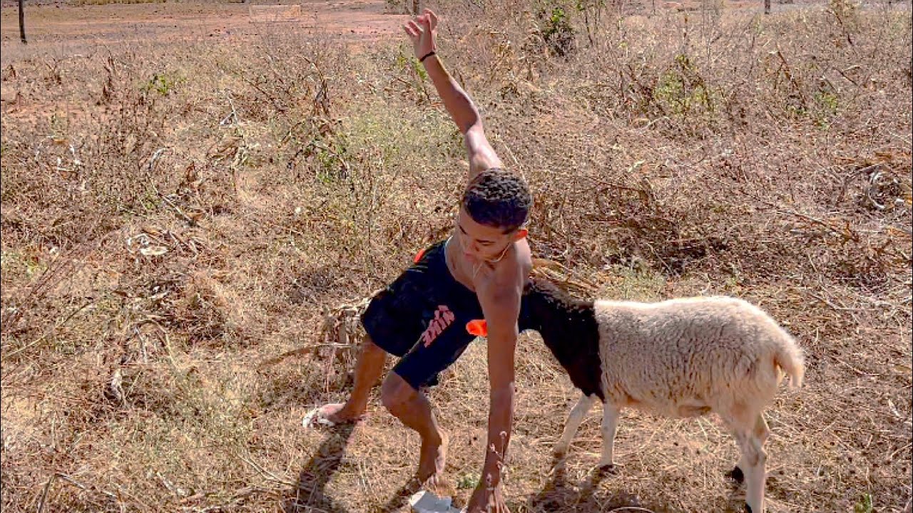 CARNEIRO PARTIU PRA ClMA DO BRUTINHO NA ROÇA