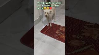 Dog Video ❤️ | #doglover  #pets #animal #doglife #petlover