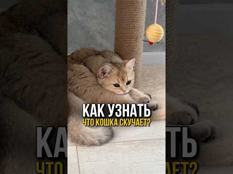 Как узнать что ваша кошка скучает? 🥱🐈