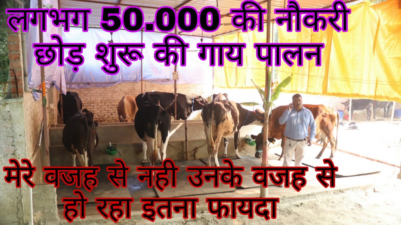 50000 की नौकरी छोड़ शुरू की गाय पालन//cow fam Bihar dairy farm Bihar