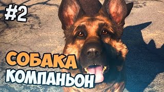Fallout 4 прохождение на русском - СОБАКА КОМПАНЬОН - Часть 2 Fallout 4 прохождение на русском - СОБАКА КОМПАНЬОН - Часть 2