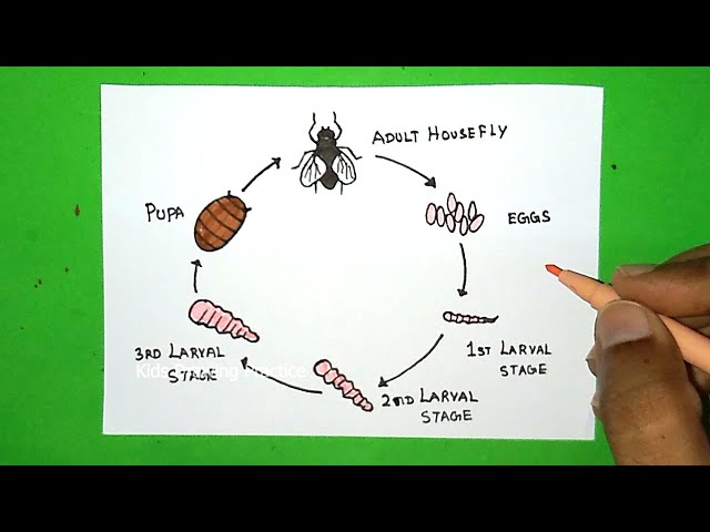 life cycle of a housefly