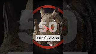 Estos son los últimos 50 rinocerontes de Java