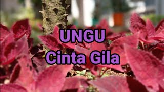 Cinta Gila UNGU (Mix Lirik Lagu)