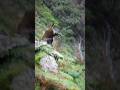 Wildboar hunting in Sicily. Caccia al cinghiale in Italia.