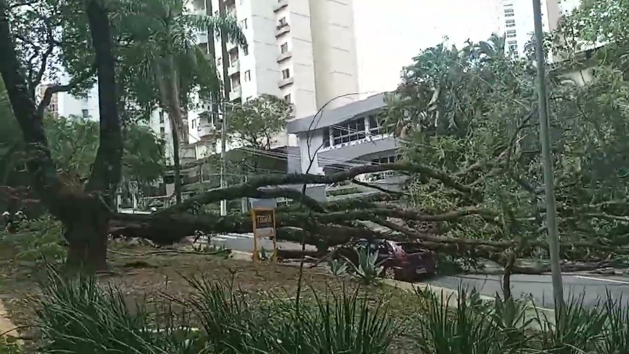 Tegra Incorporadora, Cyrela, Árvore Caída, Ciclone Extratropical, Mudança Climática e Ricardo Nunes.