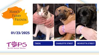 01/23/2025 | Twin, Charlotte Street and Henrietta Street | Mark's Furry Friends