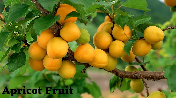 ✅Amazing Yellow🍑Apricot Fruit And Sweet Apricot fruit - DayDayNews