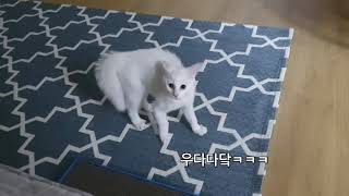 고양이 사이드스텝이라고 아심...?