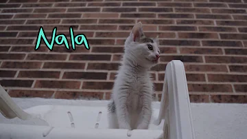 ¿Qué significa Nala?