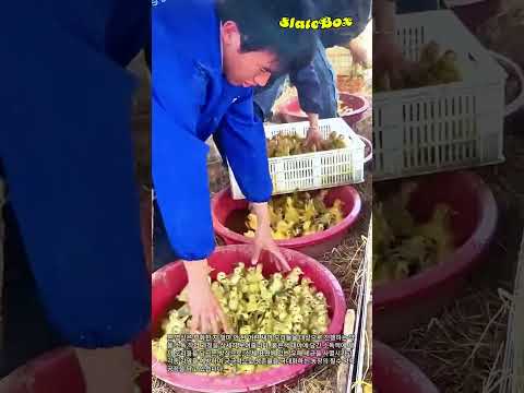 새끼 오리 표면 <strong>세균</strong> 제거 및 감염 예방 소독 가이드 #worker #process #poultry #health #management