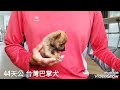 台灣土狗，44天公 490公克，迷你型巴掌犬，@台灣犬 ，