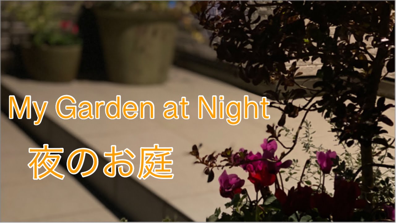 My Little Garden At Night 小さなお庭 夜のお庭 玄関前植物 可愛い Outdoor Plants Youtube