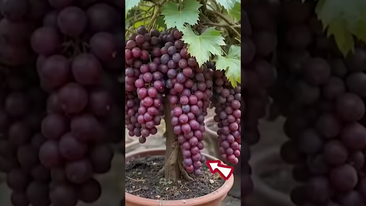 🌱 how to grow grapes from seed