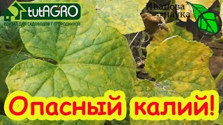СТОП! Не используйте ЭТО УДОБРЕНИЕ для подкормки огурца. Листья желтеют, огурец болеет и погибает!