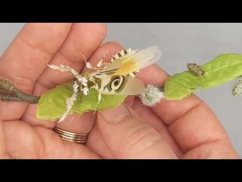 Spiny Flower Mantis Overview, compared to Orchids and Banded: the wonderful world of flower mantises