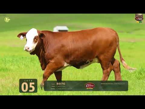 LOTE 05   TAT 8576 F Braford
