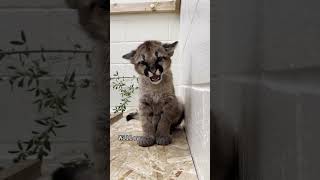 Whose team are you on?         https://www.oaklandzoo.org/wildlife-conservation/mountain-lions-2