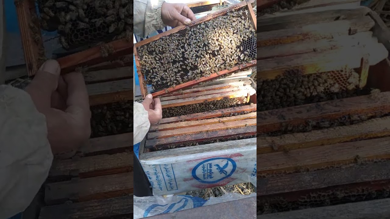 تنشيط النحل في بدايه الربيع