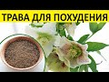 Кавказский морозник -Трава для похудения