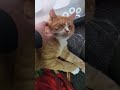 Изенька
