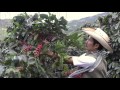 Programa Familia Perú - Productividad, calidad y sostenibilidad del café