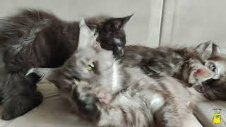 Did you order a wash?! Maine Coon mother playing with kittens by Hug me! Our favorite cats. 742 views 1 year ago 1 minute, 49 seconds