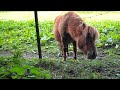 Shetland Pony Ambush