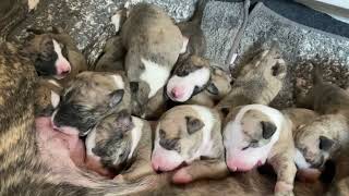 Stormy’s hungry puppies! by AggieInCapeCod 964 views 3 weeks ago 35 seconds