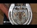 Horse Hoof Bruising