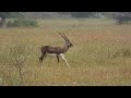 Close-Up of a Blackbuck | Jayamangali Reserve Near Bangalore