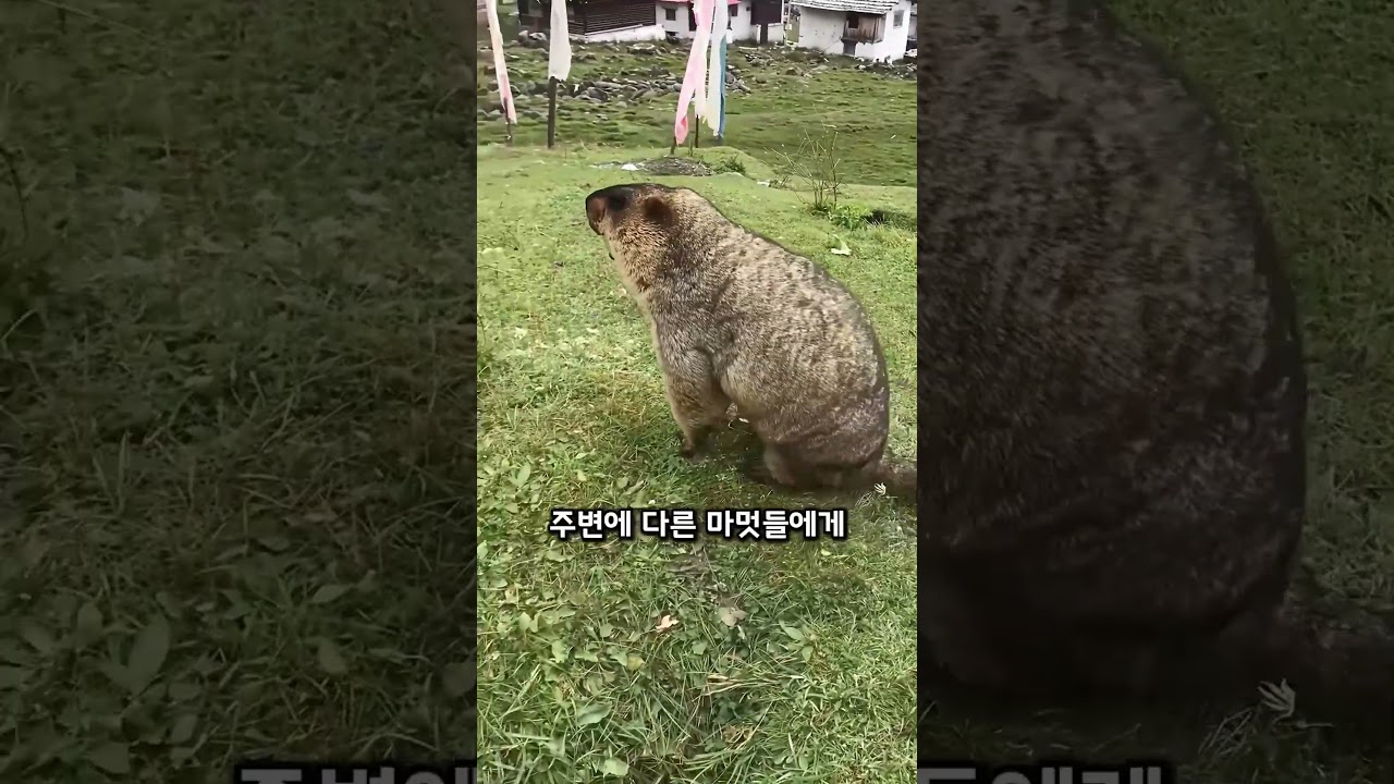 마멋이 항상 일어서있는 이유