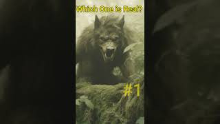 Dogman Encounters #viral #short #shorts #paranormal  #trending