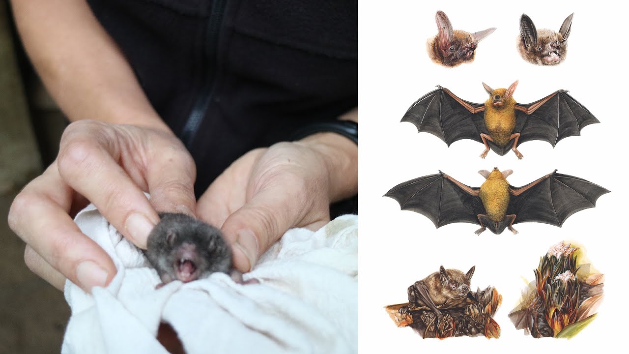 Pekapeka Native Bats YouTube