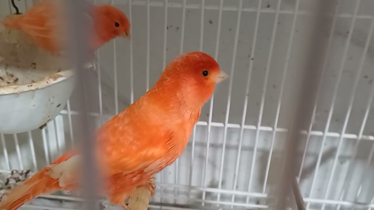 SUCESSO NA REPRODUÇÃO DOS CANÁRIOS  VENHA VER