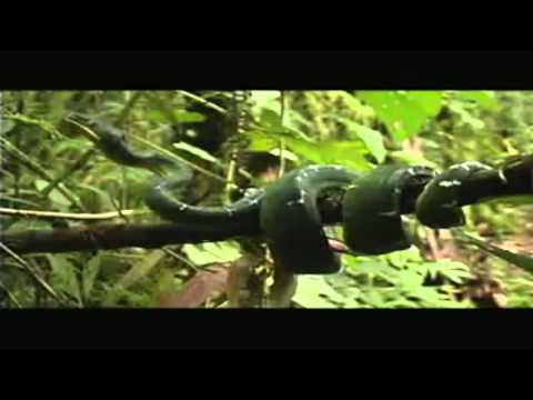 FAUNA ECUADOR fauna ecuador: